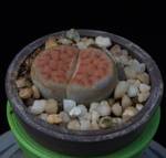 Lithops karasmontana f. Signalberg