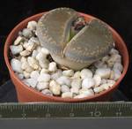 Lithops villetii