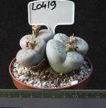 Lithops pseudotruncatella