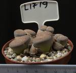 Lithops lesliei v. venteri 8,5