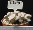 Lithops gracilidelineata ssp. gracilidelineata 8,5