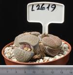 Lithops hookeri v. dabneri 8,5