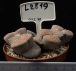 Lithops fulviceps v. fulviceps 8,5