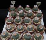 Lophophora williamsii