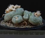 Lophophora fricii