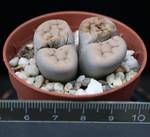 Lithops chrysocephala