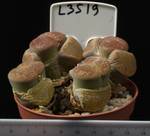 Litops aucampiae v. aucampiae 8,5