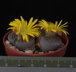 Lithops hallii v. ohracea
