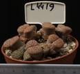 Lithops hookeri v. dabneri 8,5