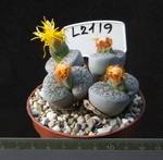 Lithops lesliei f. Kimberley