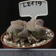 Lithops lesliei f. Kimberley 8,5