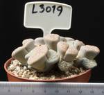 Lithops gracilidelineata ssp. gracilidelineata 8,5