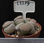Lithops lesliei v. venteri 8,5