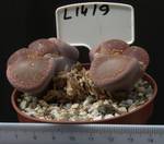 Lithops aucampiae 8,5