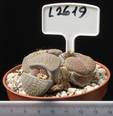 Lithops hookeri v. dabneri 8,5