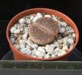 Lithops aucampiae