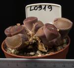 Lithops aucampiae v. aucampiae 8,5