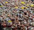 Lithops mix seme