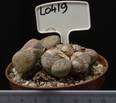 Lithops pseudotruncatella 8,5