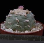 Lophophora williamsii
