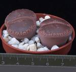 Lithops aucampiae v. aucampiae(5,5)