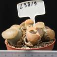 Lithops aucampiae v. aucampiae 8,5