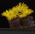 Lithops aucampiae