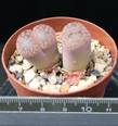 Lithops dinteri