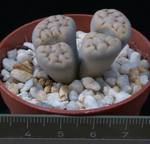Lithops schwantesii v. urikosensis