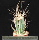Leuchtenbergia principis