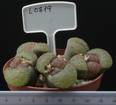 Lithops gesinae