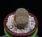 Lithops gracilidelineata