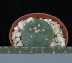 Lophophora williamsii