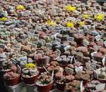 Lithops mix seme