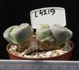 Lithops olivacea 8,5