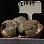 Lithops lesliei f. Kimberley 8,5