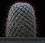 Mammillaria bombycina
