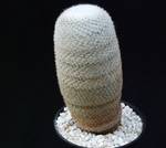Mammillaria lanata