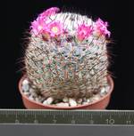 Mammillaria haageana