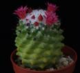 Mammillaria vagaspina