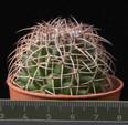 Mammillaria tetracantha