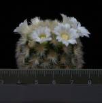 Mammillaria schiedeana