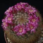 Mammillaria hamata