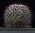 Mammillaria tesopacensis rubriflora
