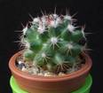 Mammillaria heyderi