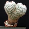 Mammillaria nejapensis