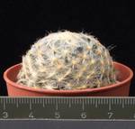 Mammillaria schiedeana