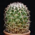 Mammillaria polythelle