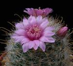 Mammillaria zeilmanniana cv.