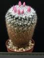Mammillaria dealbata